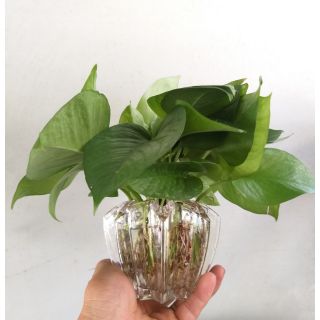 Cây trầu bà trồng thủy sinh (chậu khế)