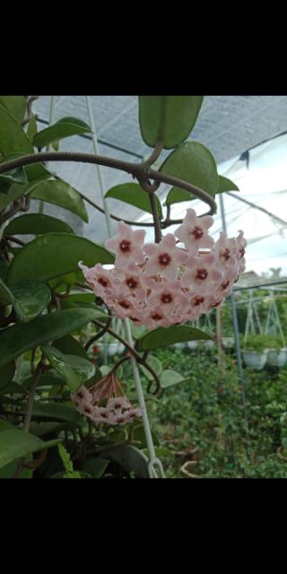 Cây giống cẩm cù hoya carnosa pink