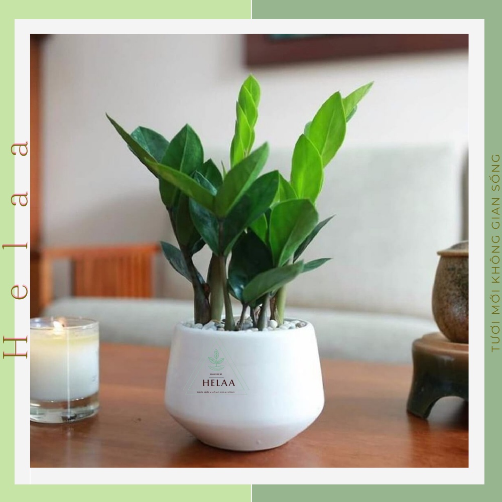 Cây Kim Tiền Tài Lộc, Cây Mini Tiểu Cảnh Để Bàn, Trang Trí Bàn Làm Việc Văn Phòng 15-25cm