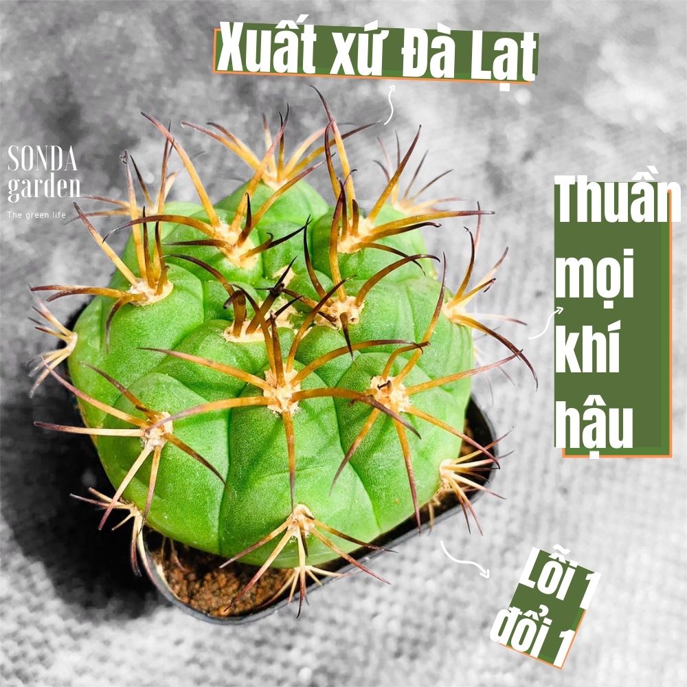 Xương rồng tân thiên địa SONDA GARDEN size bé 4-5cm, cây cảnh trang trí nhà cửa, lỗi 1 đổi 1