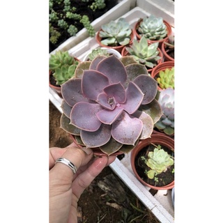 Sen đá Hồng Dâu size trung