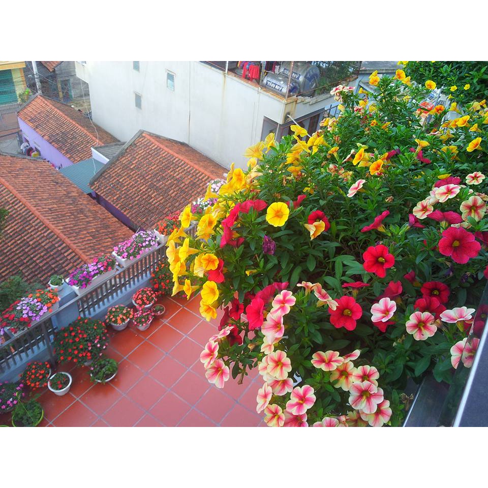 Đất Sạch Trồng Cây trồng rau trồng rau mầm cải tạo đất Tribat 5dm3