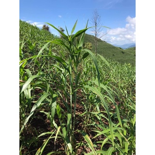 Ý Dĩ Nếp Sơn La Thuần tự nhiên, nguyên cám và trắng