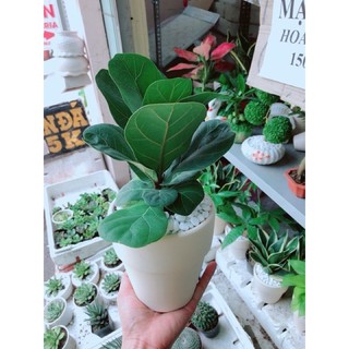 Bàng Singapo mini để bàn (bao gồm chậu )