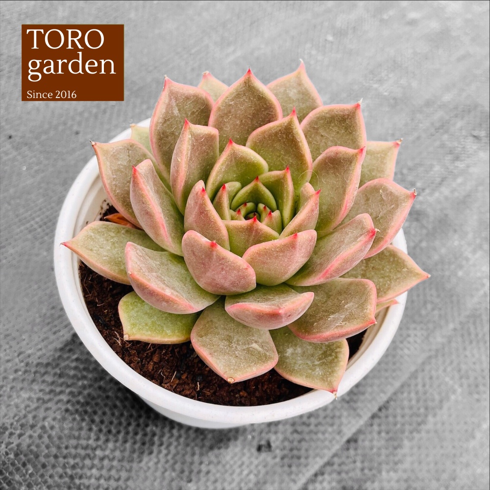 Sen đá đế vương xám Đà Lạt size trung bình cây cảnh trang trí nhà cửa Toro garden