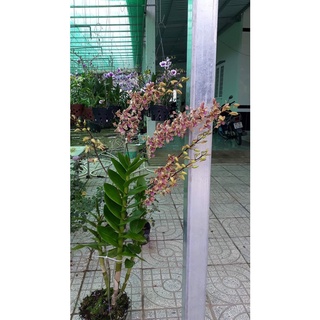 HOA LAN MĂNG CỤT XƯA