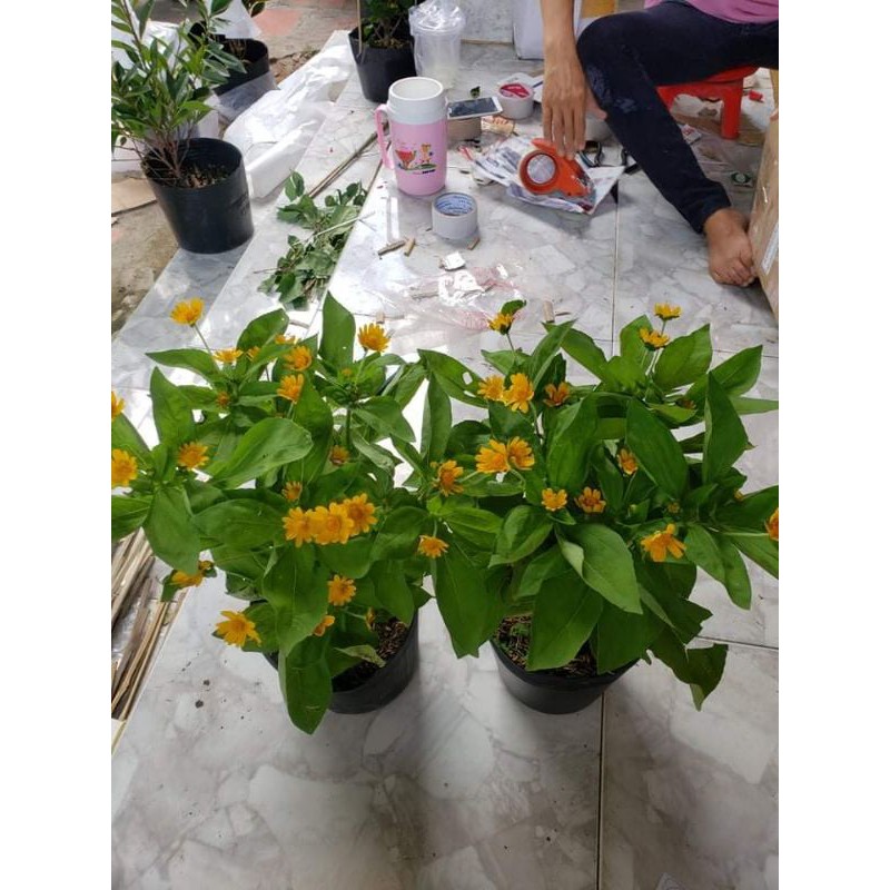 Hoa cúc mặt trời
