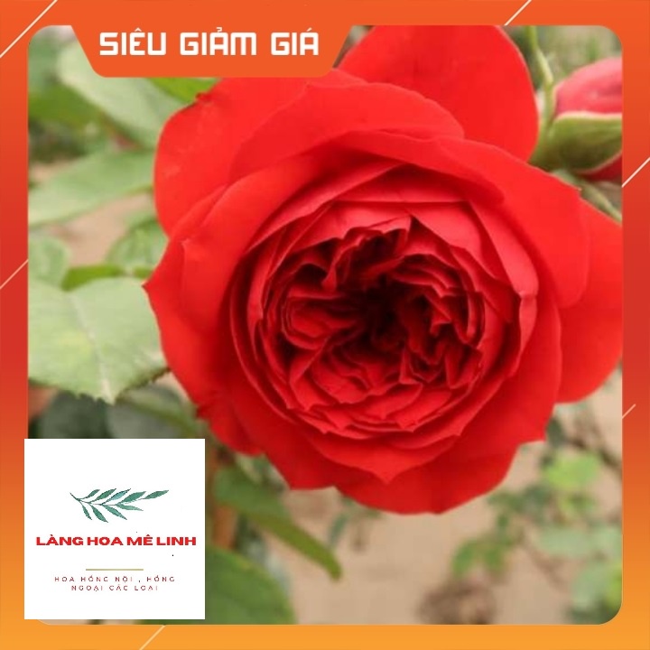 Hoa hồng ngoại tree thân gỗ  Red Apple rose –[SẮC ĐỎ NGUYÊN  BẢN] đẹp hoàn mĩ,sai hoa và cực lâu tàn
