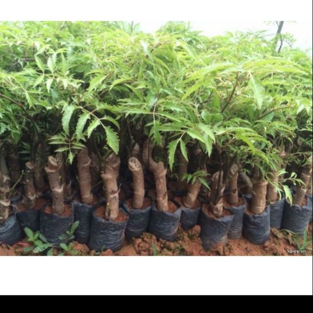combo 5 Cây giống dinh lăng
