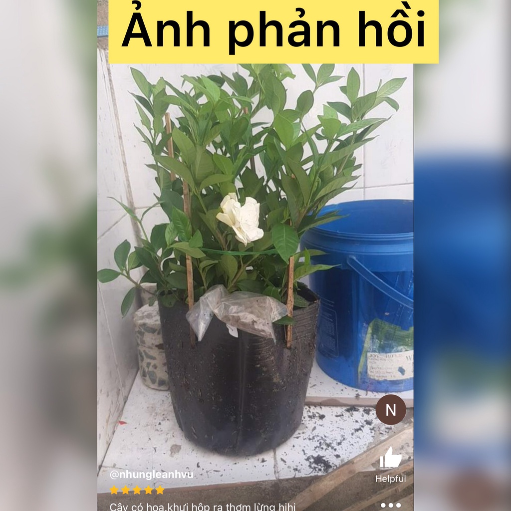 Caykiengsadec - cây hoa dành dành+ tặng phân bón-trang trí nội thất cảnh quan sân vườn ngoài trời - hoa kiểng lá