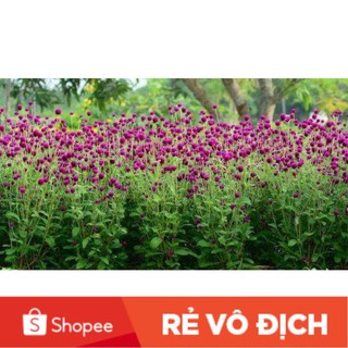 (SALE LỚN) 100 hạt hoa cúc bách nhật tím đậm