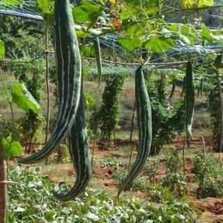 hạt giống quả lạc lày ( mướp mèo)5hạt