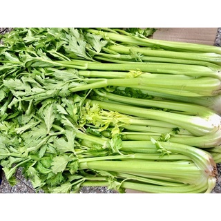 HẠT GIỐNG RAU CẦN XANH ĐAN MẠCH