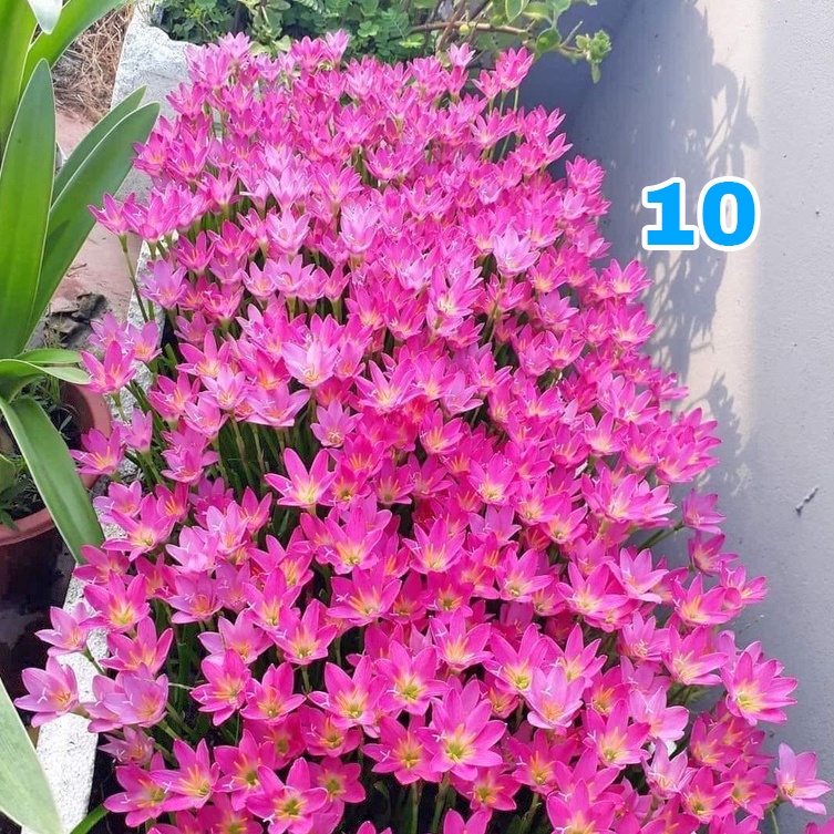 CỦ HOA HUỆ MƯA NGOẠI ĐỦ MÀU CAO CẤP