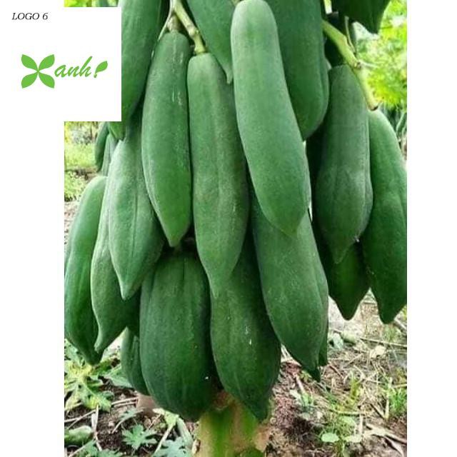 Gói 20 / 50 / 100 Hạt giống Đu đủ Punket Quả dài