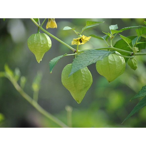 [FREESHIP 99K TOÀN QUỐC][sỉ lẻ] Hạt giống anh đào đất - tầm bóp