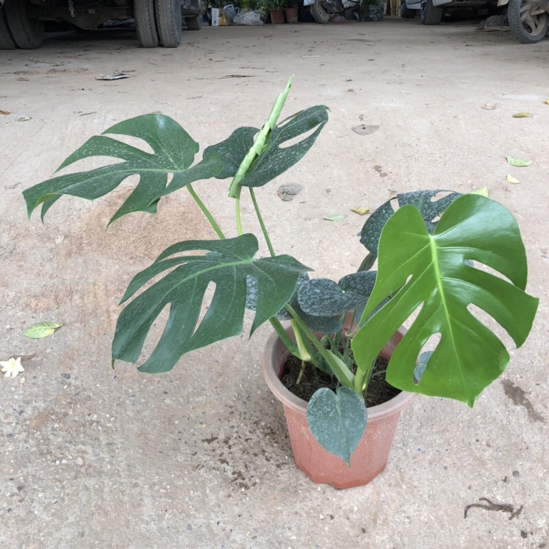 Cây trầu bà lá xẻ cỡ to (trầu bà monstera) , Chiều cao 50-60cm lá to đẹp bắt mắt dễ trồng thích hợp trang trí nội thất