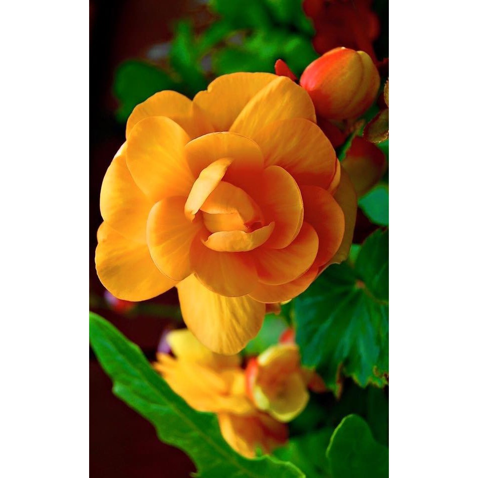 Hạt giống hoa thu hải đường kép mix màu - 1 gói 5 hạt