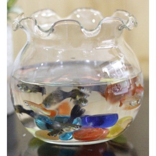 Hồ cá 13 X 15CM để bàn Bể cá Mini thủy sinh TAI BÈO, chậu cây phong thủy thủy tinh size 13*15  BT-HB3