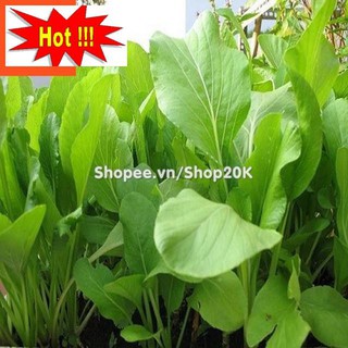 Hạt giống Rau Cải ngọt