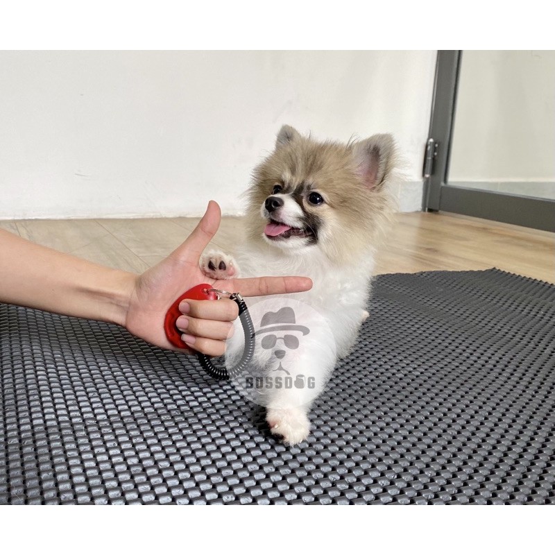 Đồ chơi chó Clicker BENE huấn luyện poodle, husky, corgi, pom,.. nhanh hiệu quả - BH trọn đời | BossDog