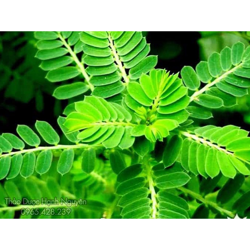 Trà diệp hạ châu túi lọc (bịch 50 túi lọc) thanh lọc cơ thể, giảm mỡ hiệu quả - Thảo dược Hạnh Nguyên