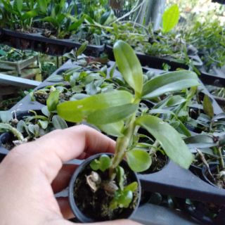Hoa phong lan giả hạc easo gieo hạt