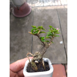 Sam hương mini Bonsai