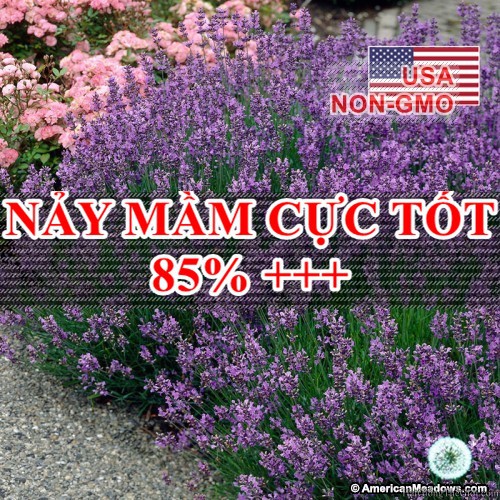 50h Hạt Giống Hoa Oải Hương Lavender (C1.204| B6*V13)