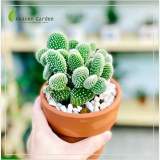 Xương rồng Tai Thỏ (Cây để bàn văn phòng)