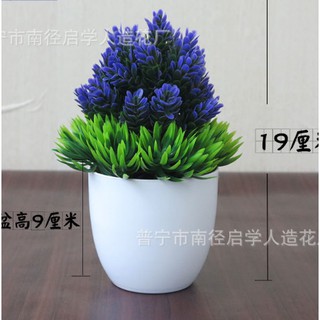 Chậu hoa dứa để bàn hình chóp