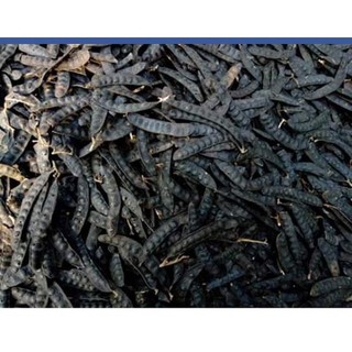 Bồ kết rừng phơi khô 100g