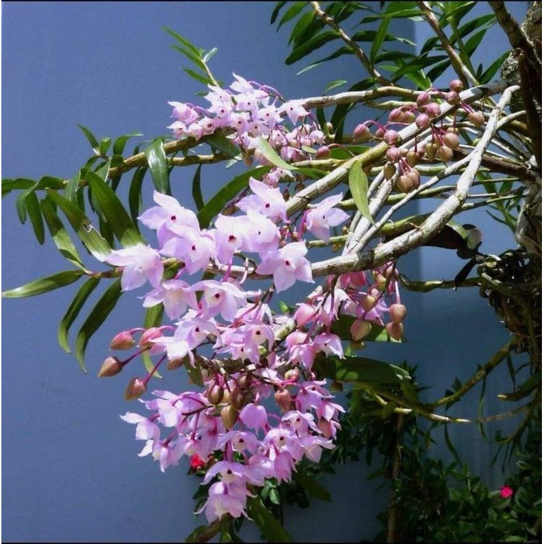 Thập hoa 35k 1 bó