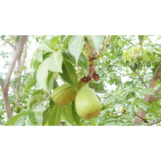 CÂY GIỐNG TRÔM LẤY MỦ