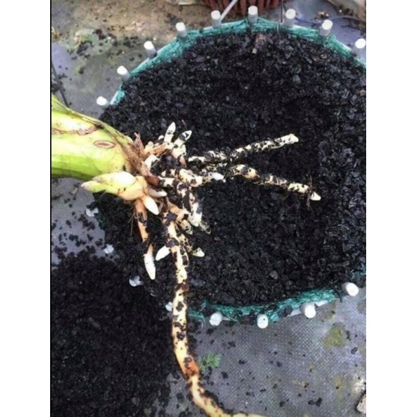 Vỏ Lạc Hun Trồng Hoa Lan Cây Cảnh - Túi 1kg