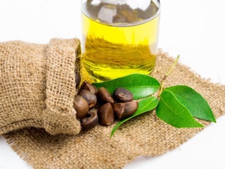 DẦU HOA TRÀ NHẬT - 10ml