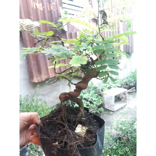 Cây me bonsai