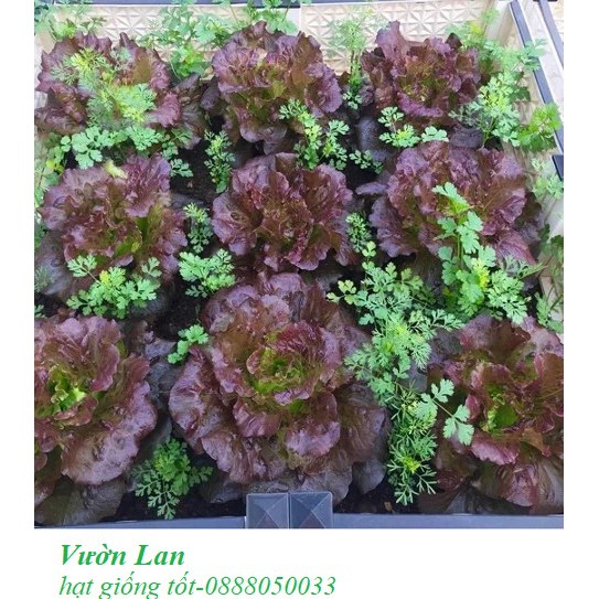 Hạt giống xà lách xoăn tím 2G