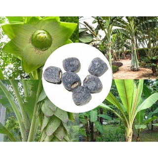 Hạt giống cây chuối cô đơn kns - gói 50 hạt