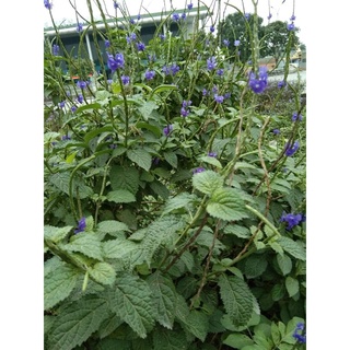 Hạt giống cây đuôi chuột