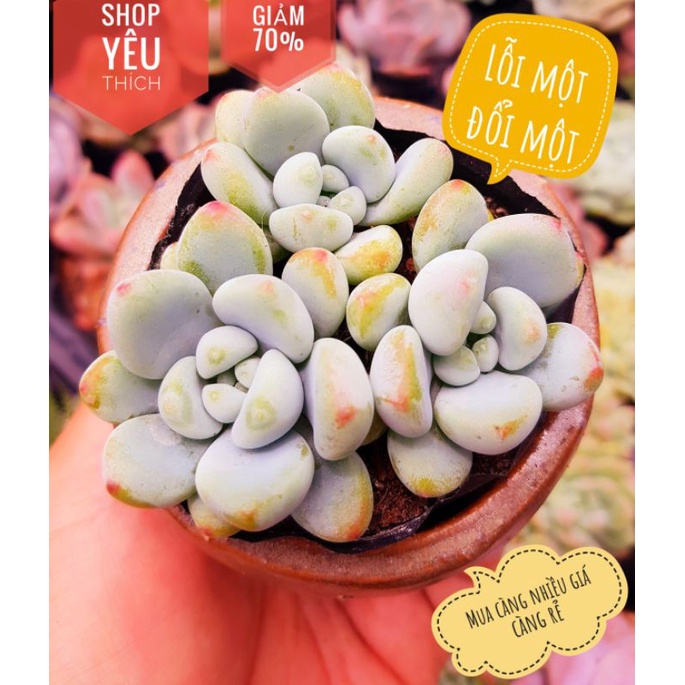 Sen đá sỏi thiên thanh lồi 1 đổi 1