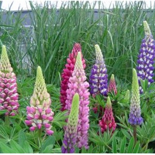 Hạt giống đậu Lupin