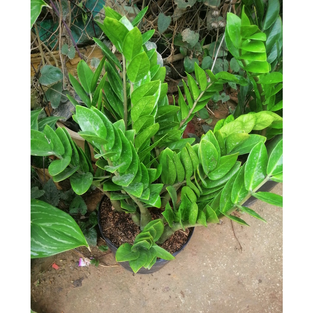 Cây Kim Tiền - Kim Phát Tài