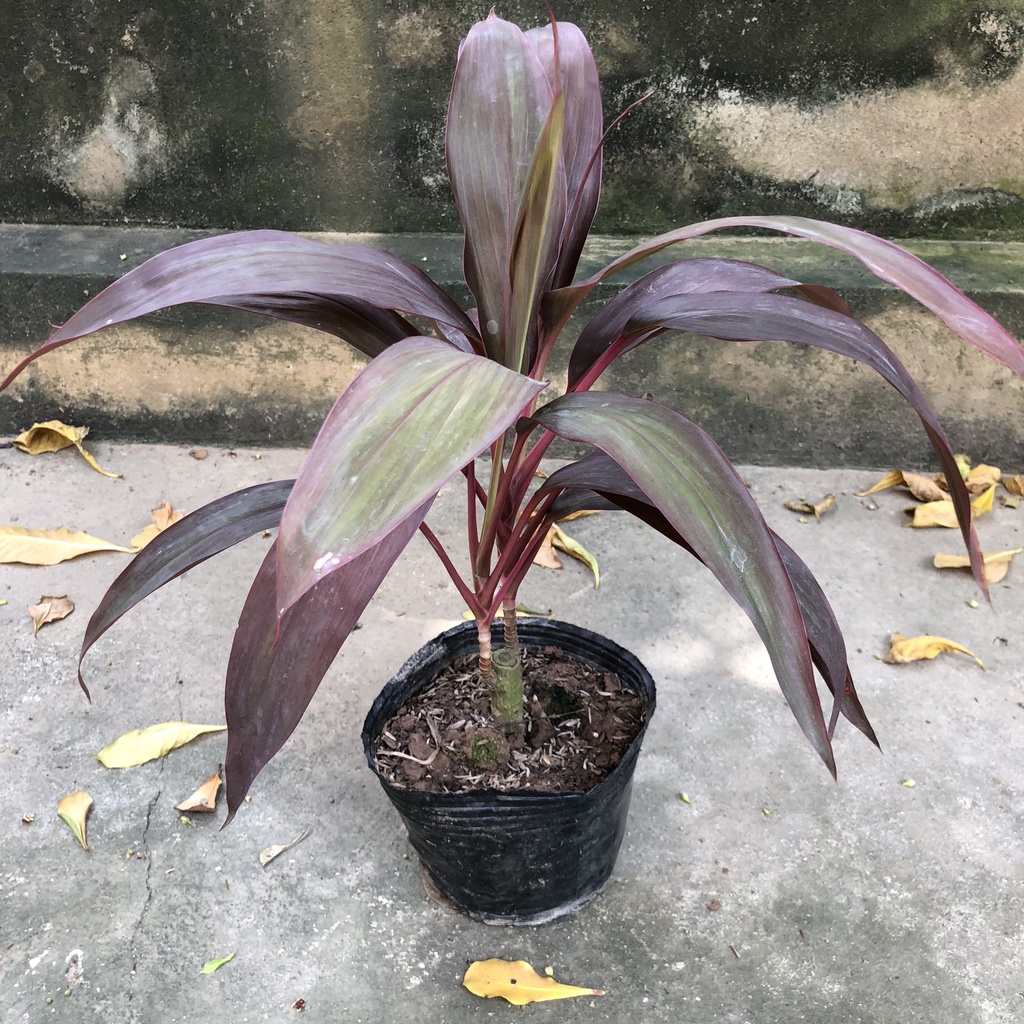 Cây huyết dụ thái lá to, chiều cao 25cm mang sắc đỏ thẫm của lá sức sống mãnh liệt dễ chăm thích hợp trang trí cảnh quan