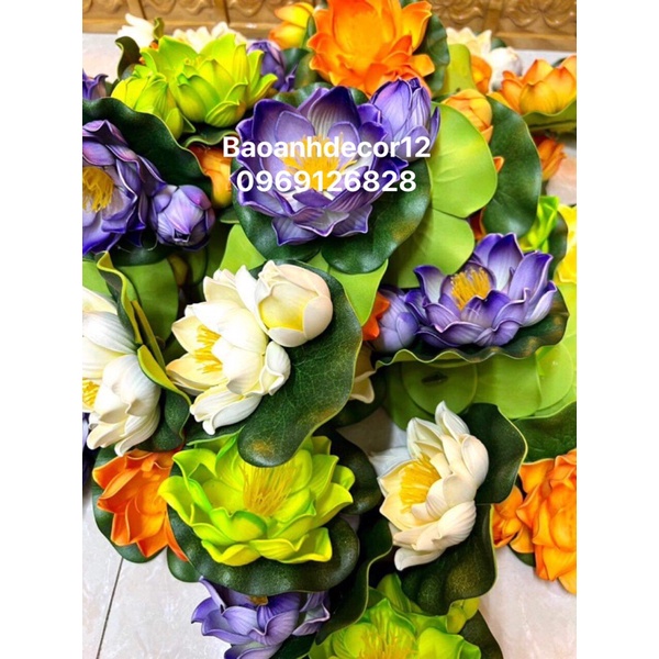 Hoa sen Thả nước ảnh thật 100% Shop chụp