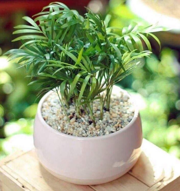 **Chậu sứ cao cấp