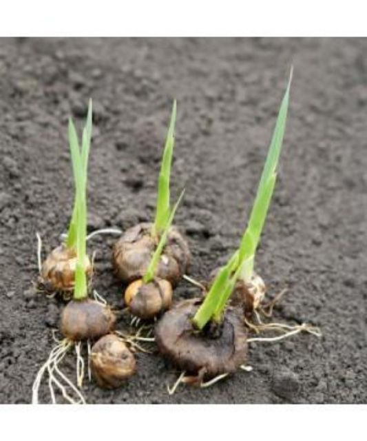 Củ hoa lay ơn Hà Lan