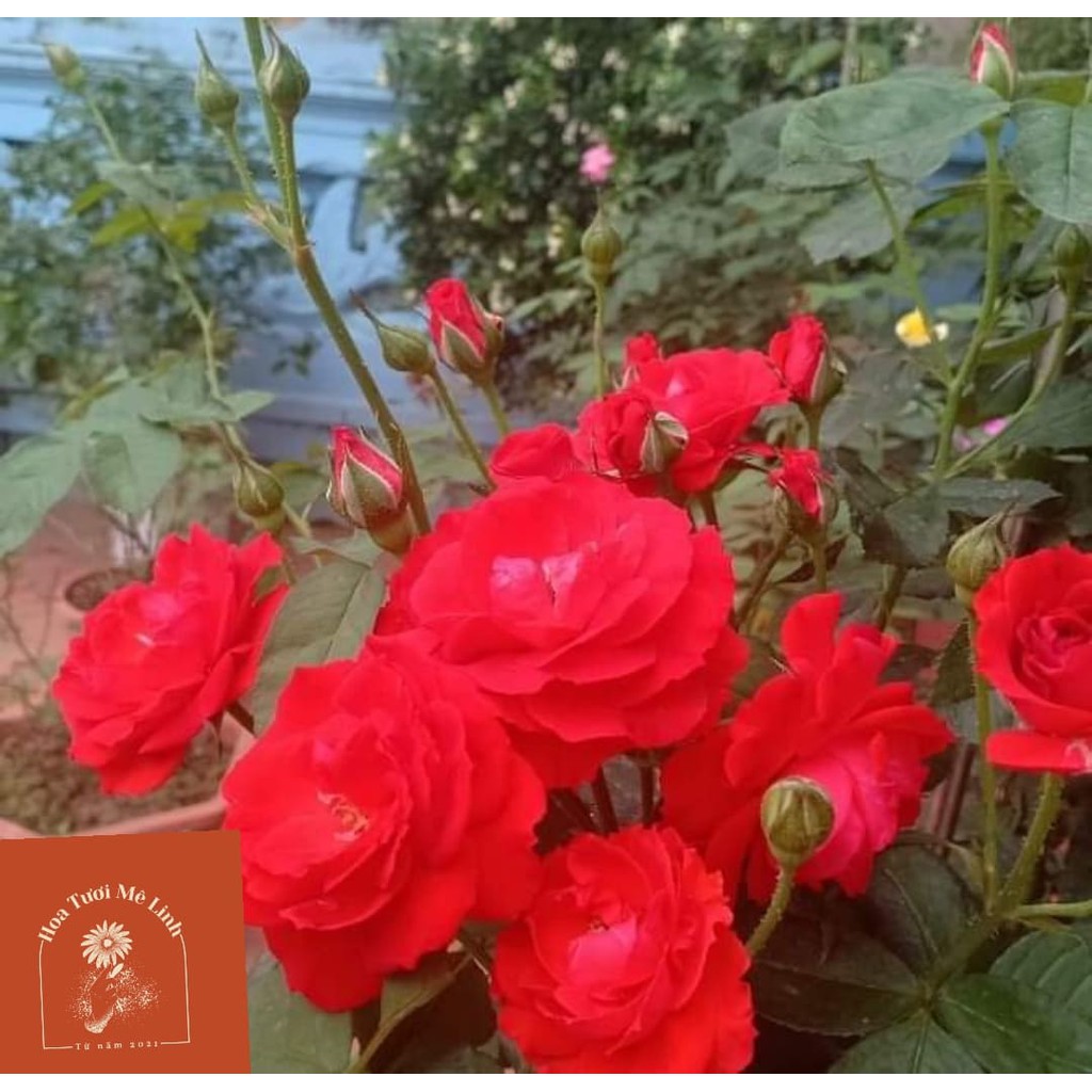 Cây hoa hồng Tố Nữ nhiều hoa và nụ siêu hot [HoaTuoiMelinh]