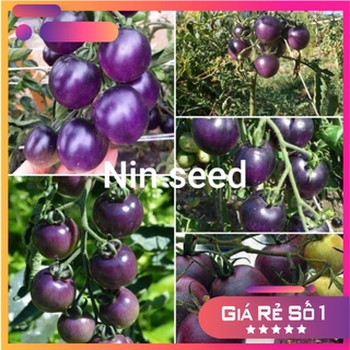 Hạt giống cà chua tím (purple tomato) - HGNK