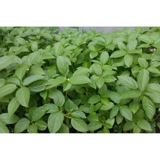 Hạt giống rau đay trắng 20gr thơm ngon dễ trồng